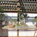 Alcuni bonsai con problemi che aspettano di essere curati e "rigenerati"